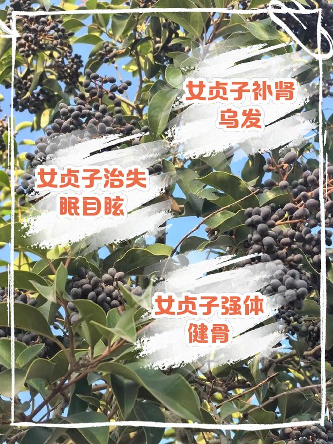 巴戟天的功效与作用，巴戟天的功效与作用是什么？-第3张图片-优品飞百科