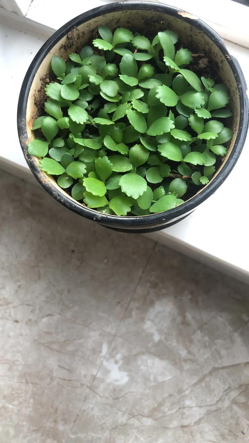 落地生根的作用，落地生根的作用与功效用酒精擦柜子可以去甲醛吗-第1张图片-优品飞百科