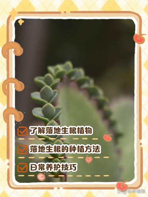 落地生根的作用，落地生根的作用与功效用酒精擦柜子可以去甲醛吗-第2张图片-优品飞百科