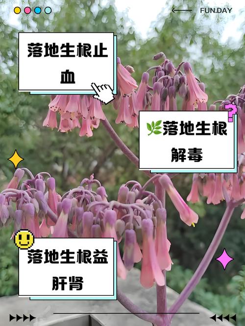 落地生根的作用，落地生根的作用与功效用酒精擦柜子可以去甲醛吗-第3张图片-优品飞百科