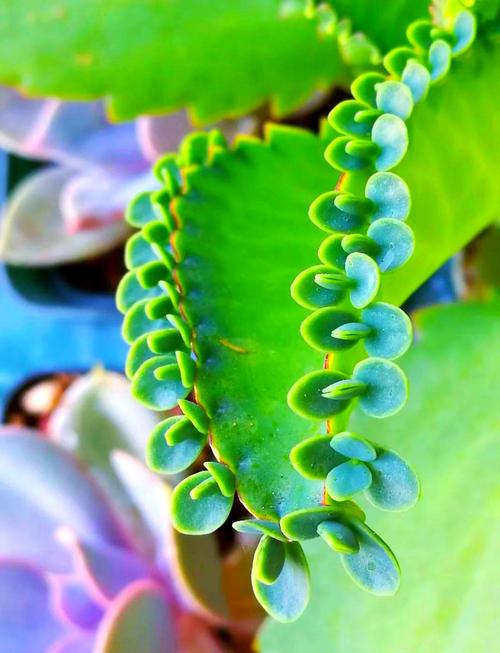 落地生根的作用，落地生根的作用与功效用酒精擦柜子可以去甲醛吗-第4张图片-优品飞百科