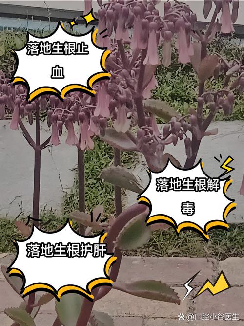 落地生根的作用，落地生根的作用与功效用酒精擦柜子可以去甲醛吗-第5张图片-优品飞百科