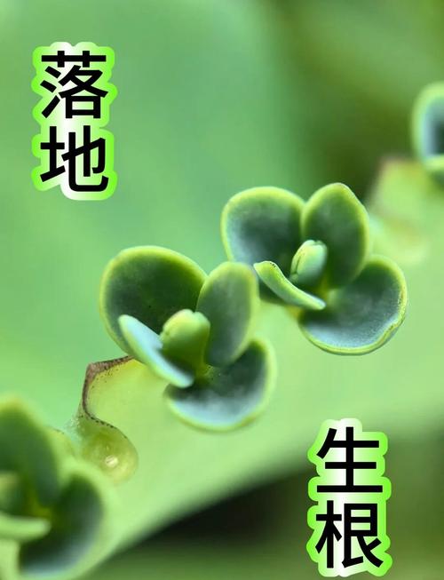 落地生根的作用，落地生根的作用与功效用酒精擦柜子可以去甲醛吗-第6张图片-优品飞百科