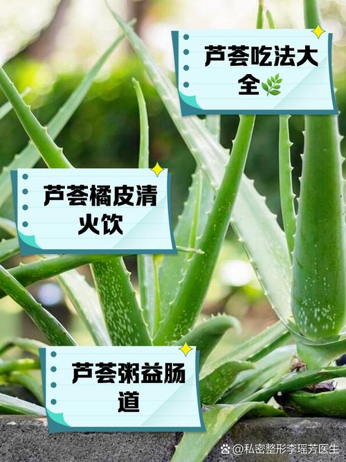 芦荟怎么吃？芦荟怎么吃效果比较好？-第3张图片-优品飞百科