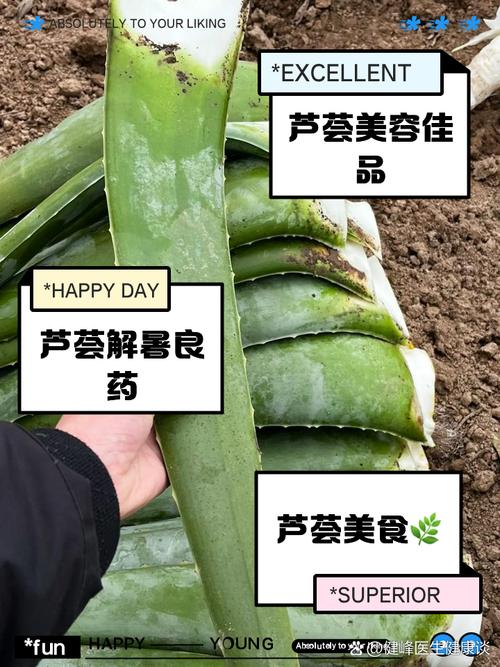 芦荟怎么吃？芦荟怎么吃效果比较好？-第7张图片-优品飞百科
