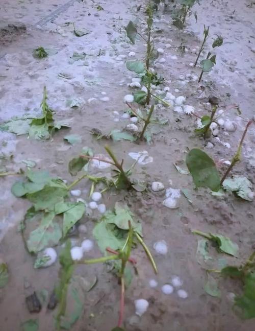 天气预报旌德,旌德15天天气-第1张图片-优品飞百科 天气预报旌德,旌德15天天气-第1张图片-优品飞百科