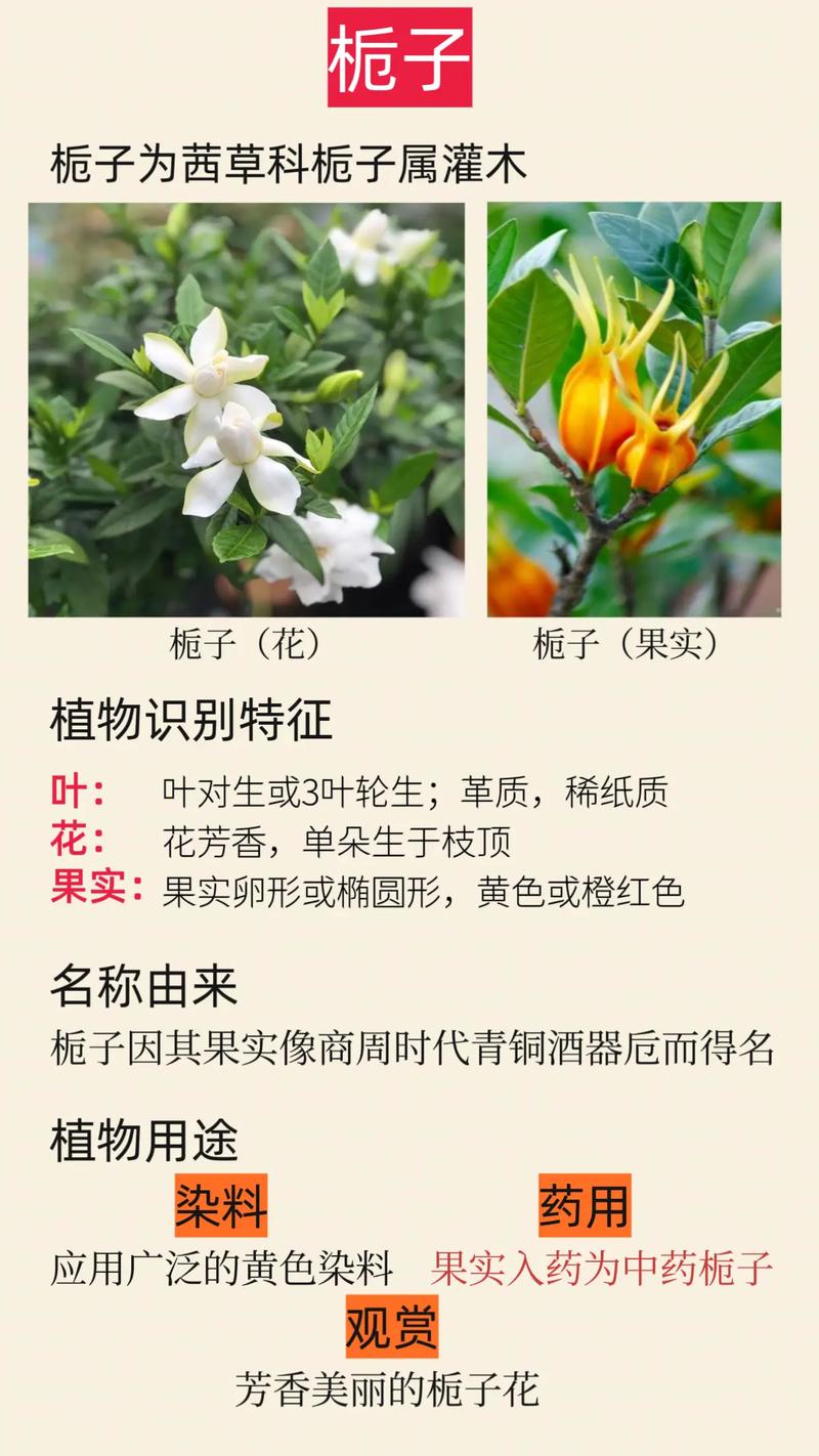 栀子花的功效和作用，栀子可以用来泡水喝吗，栀子花泡水功效与作用？-第5张图片-优品飞百科