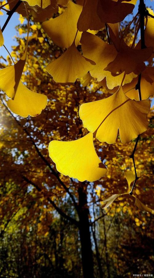 咸宁适合养什么花,市花和市树是什么,咸宁的市花?-第1张图片-优品飞百科 咸宁适合养什么花,市花和市树是什么,咸宁的市花?-第1张图片-优品飞百科