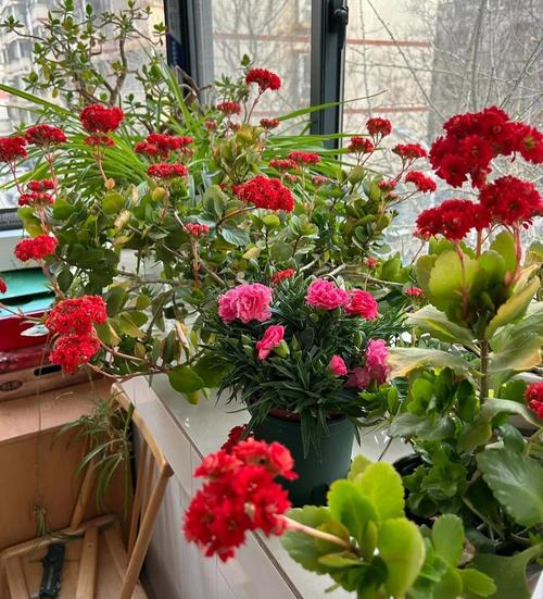 咸宁适合养什么花,市花和市树是什么,咸宁的市花?-第4张图片-优品飞百科 咸宁适合养什么花,市花和市树是什么,咸宁的市花?-第4张图片-优品飞百科