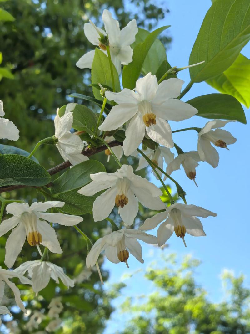 咸宁适合养什么花,市花和市树是什么,咸宁的市花?-第5张图片-优品飞百科 咸宁适合养什么花,市花和市树是什么,咸宁的市花?-第5张图片-优品飞百科