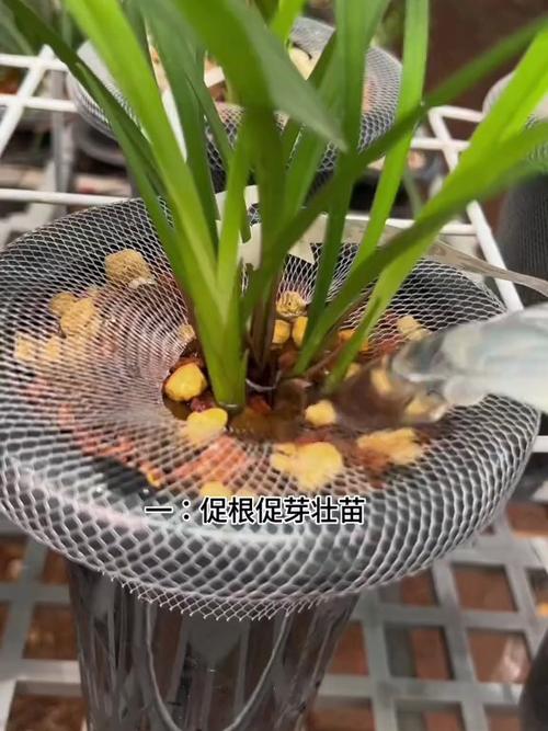 阿司匹林在盆栽中的应用,阿司匹林放花盆-第1张图片-优品飞百科 阿司匹林在盆栽中的应用,阿司匹林放花盆-第1张图片-优品飞百科