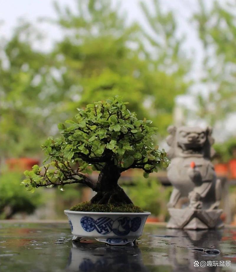 阿司匹林在盆栽中的应用,阿司匹林放花盆-第2张图片-优品飞百科 阿司匹林在盆栽中的应用,阿司匹林放花盆-第2张图片-优品飞百科