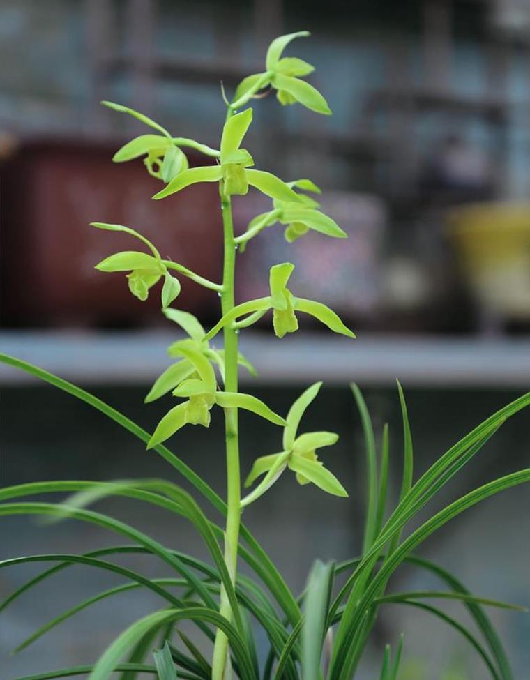 阿司匹林在盆栽中的应用,阿司匹林放花盆-第4张图片-优品飞百科 阿司匹林在盆栽中的应用,阿司匹林放花盆-第4张图片-优品飞百科