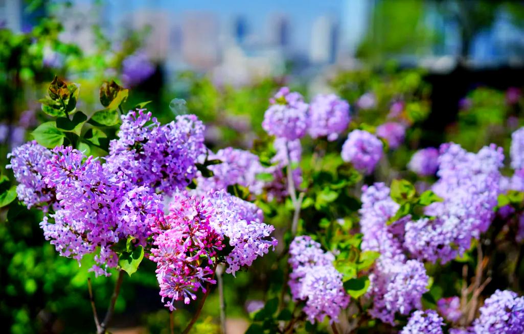 巴音郭楞适合养什么花，市花和市树是什么？巴音郭楞景色有哪些？-第1张图片-优品飞百科