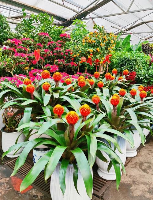 巴音郭楞适合养什么花，市花和市树是什么？巴音郭楞景色有哪些？-第2张图片-优品飞百科