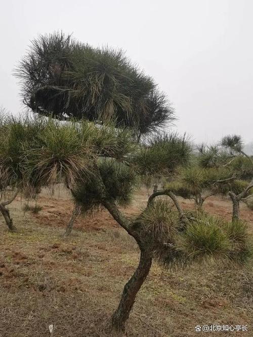 巴音郭楞适合养什么花，市花和市树是什么？巴音郭楞景色有哪些？-第3张图片-优品飞百科