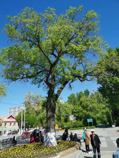 巴音郭楞适合养什么花，市花和市树是什么？巴音郭楞景色有哪些？-第4张图片-优品飞百科