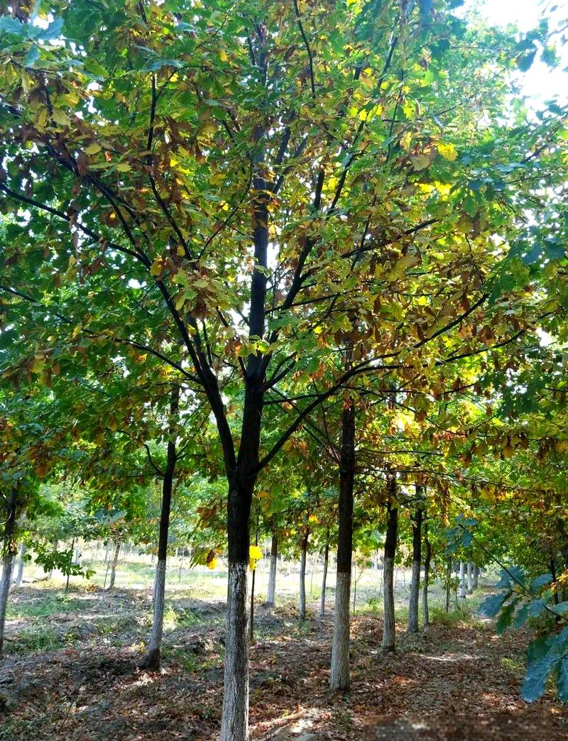 巴音郭楞适合养什么花，市花和市树是什么？巴音郭楞景色有哪些？-第5张图片-优品飞百科