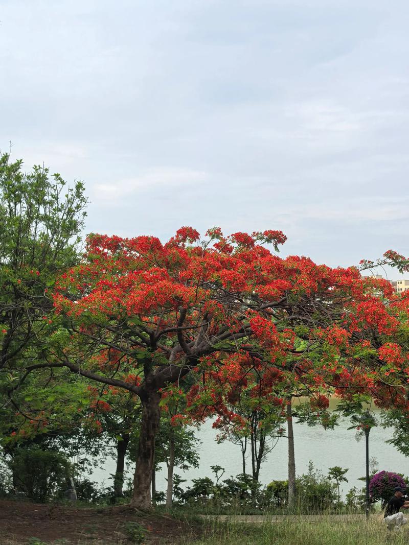 巴音郭楞适合养什么花，市花和市树是什么？巴音郭楞景色有哪些？-第6张图片-优品飞百科