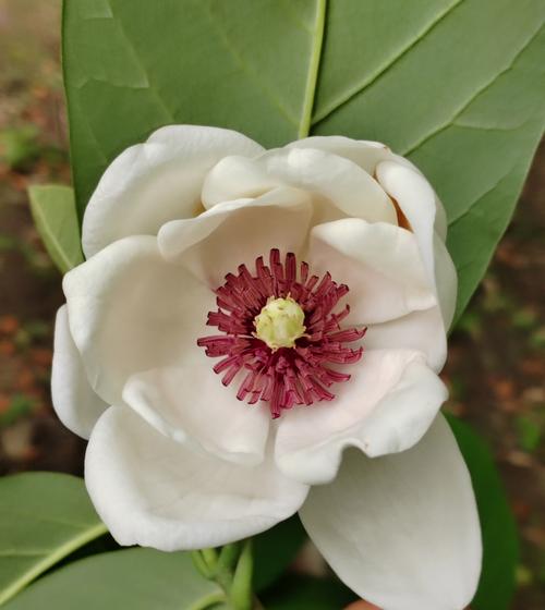 巴音郭楞适合养什么花，市花和市树是什么？巴音郭楞景色有哪些？-第7张图片-优品飞百科