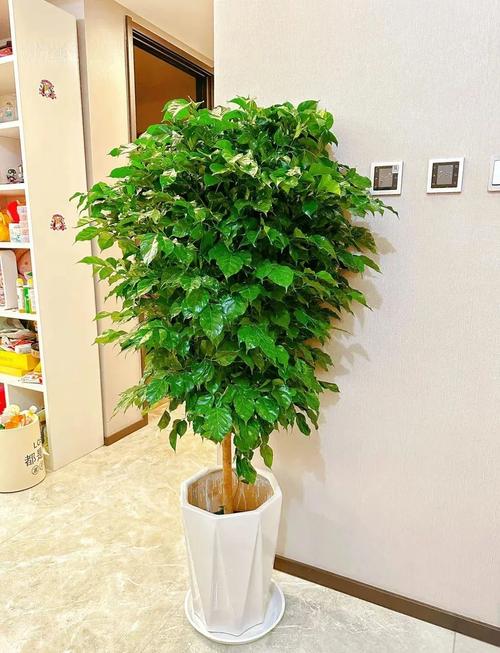 客厅养什么绿植最旺家，客厅养什么绿植最旺家旺财？-第3张图片-优品飞百科
