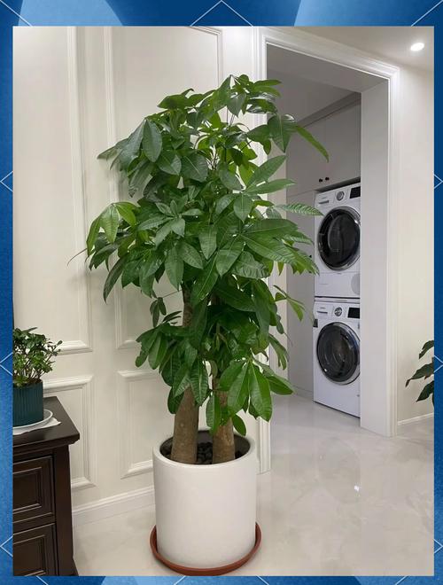 客厅养什么绿植最旺家，客厅养什么绿植最旺家旺财？-第4张图片-优品飞百科