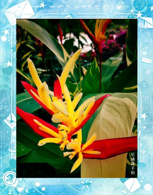 美叶凤尾蕉的花语及传说，美叶凤尾蕉图片？-第1张图片-优品飞百科