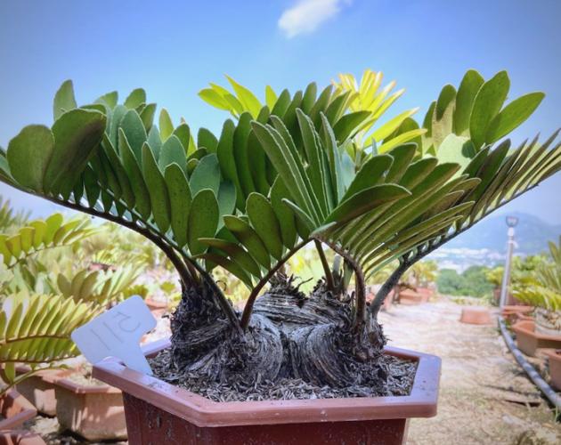 美叶凤尾蕉的花语及传说，美叶凤尾蕉图片？-第2张图片-优品飞百科