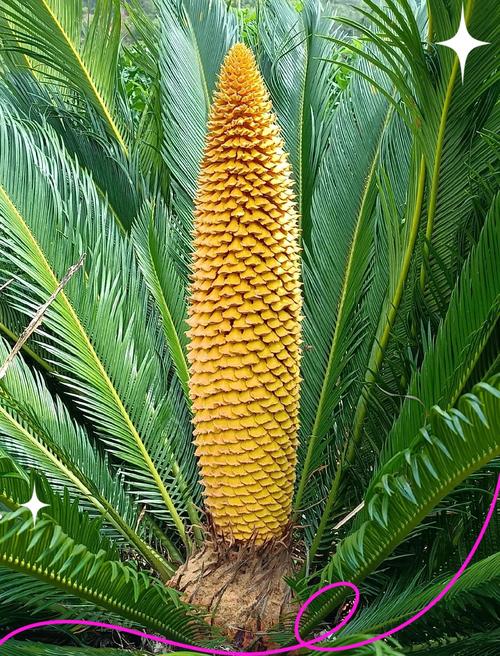 美叶凤尾蕉的花语及传说，美叶凤尾蕉图片？-第3张图片-优品飞百科