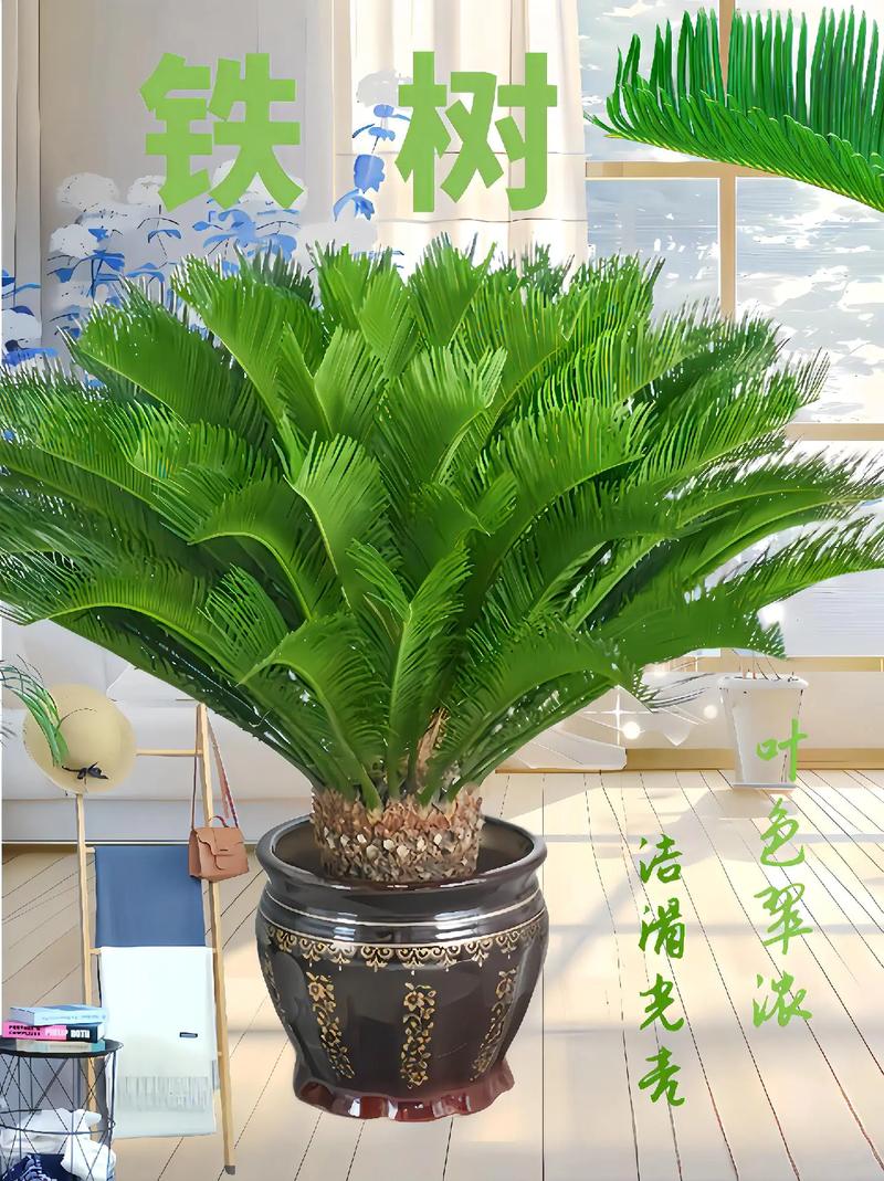 美叶凤尾蕉的花语及传说，美叶凤尾蕉图片？-第4张图片-优品飞百科