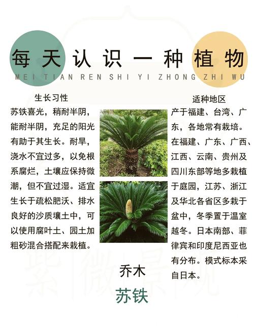 美叶凤尾蕉的花语及传说，美叶凤尾蕉图片？-第5张图片-优品飞百科