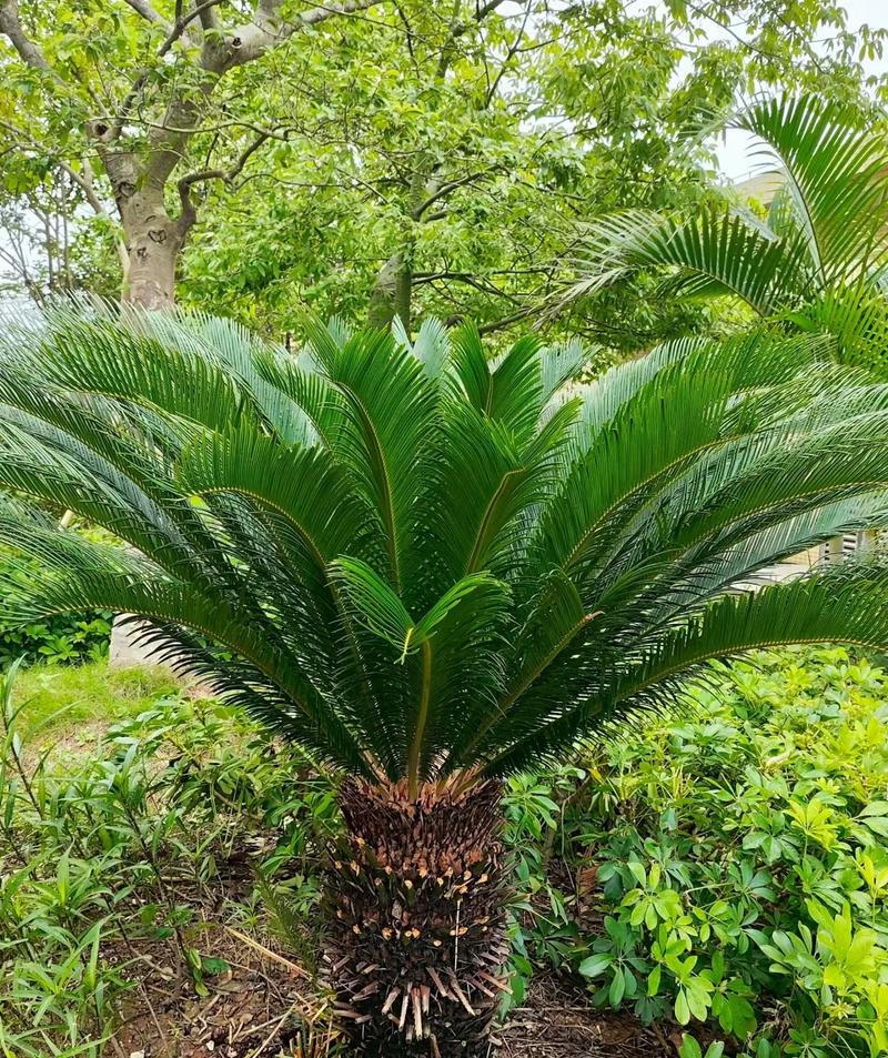 美叶凤尾蕉的花语及传说，美叶凤尾蕉图片？-第6张图片-优品飞百科