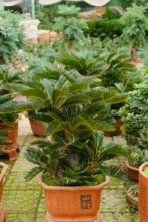 美叶凤尾蕉的花语及传说，美叶凤尾蕉图片？-第7张图片-优品飞百科