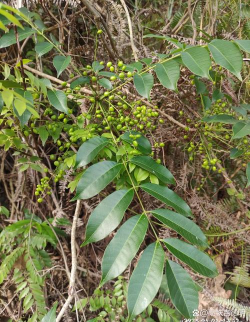 美叶凤尾蕉的花语及传说，美叶凤尾蕉图片？-第8张图片-优品飞百科