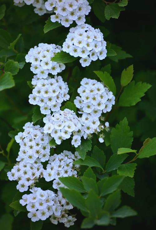 麻叶绣线菊的主要价值，麻叶绣线菊的主要价值是什么-第1张图片-优品飞百科