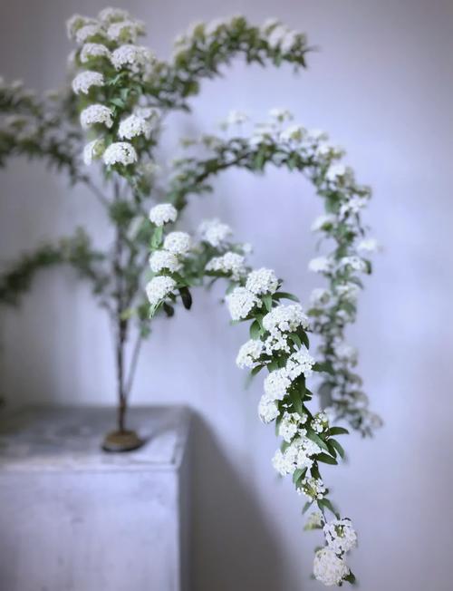 麻叶绣线菊的主要价值，麻叶绣线菊的主要价值是什么-第2张图片-优品飞百科