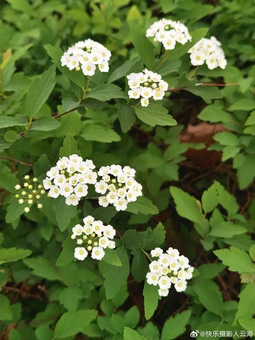 麻叶绣线菊的主要价值，麻叶绣线菊的主要价值是什么-第3张图片-优品飞百科