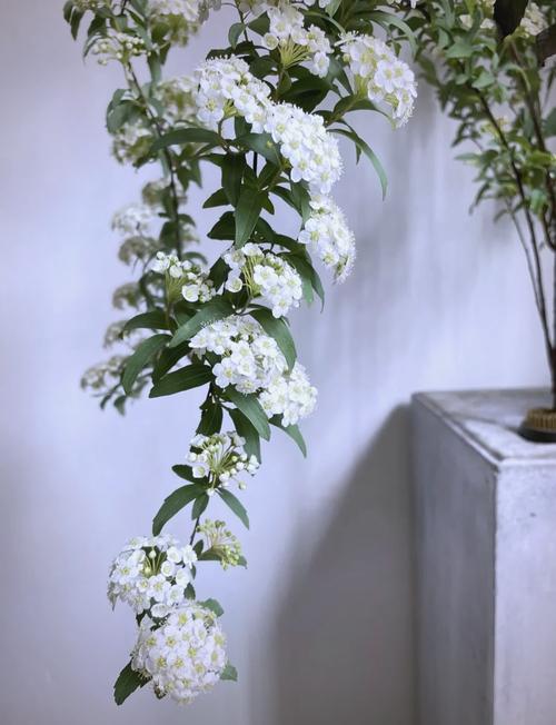 麻叶绣线菊的主要价值，麻叶绣线菊的主要价值是什么-第4张图片-优品飞百科