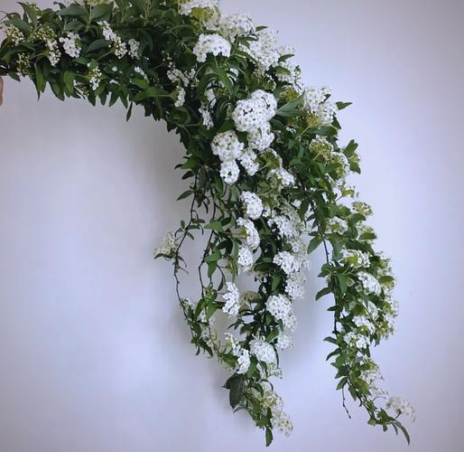 麻叶绣线菊的主要价值，麻叶绣线菊的主要价值是什么-第5张图片-优品飞百科