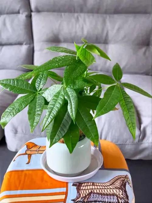 镇宅招财旺人的植物，镇宅招财旺人的植物金钱树？-第1张图片-优品飞百科