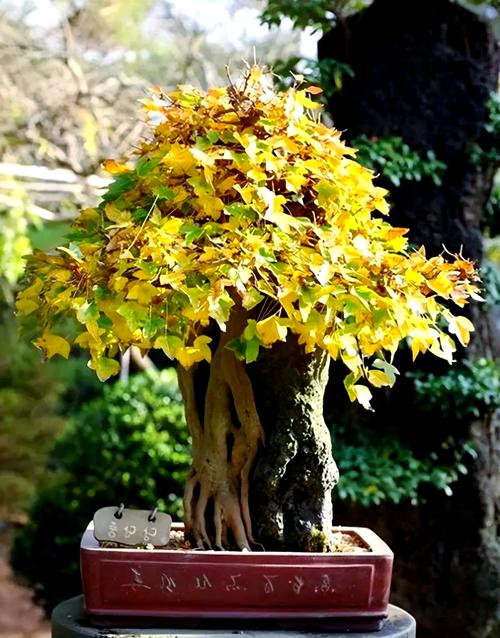 镇宅招财旺人的植物，镇宅招财旺人的植物金钱树？-第2张图片-优品飞百科