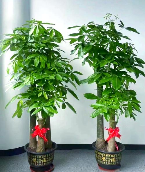 镇宅招财旺人的植物，镇宅招财旺人的植物金钱树？-第3张图片-优品飞百科