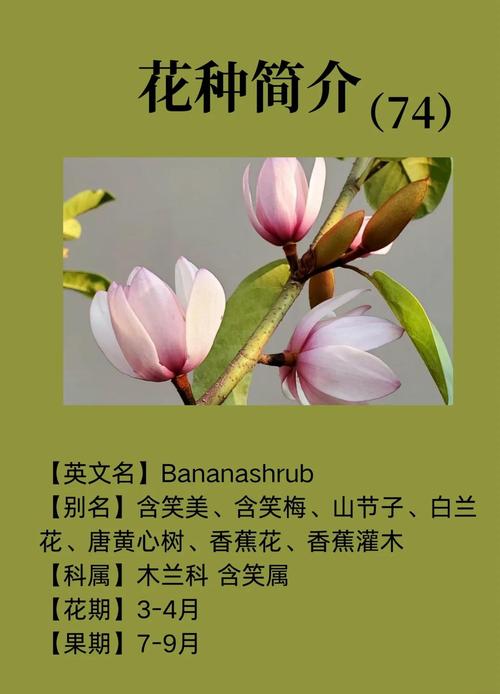 深山含笑的花语和传说，深山含笑的花可以吃吗？-第2张图片-优品飞百科