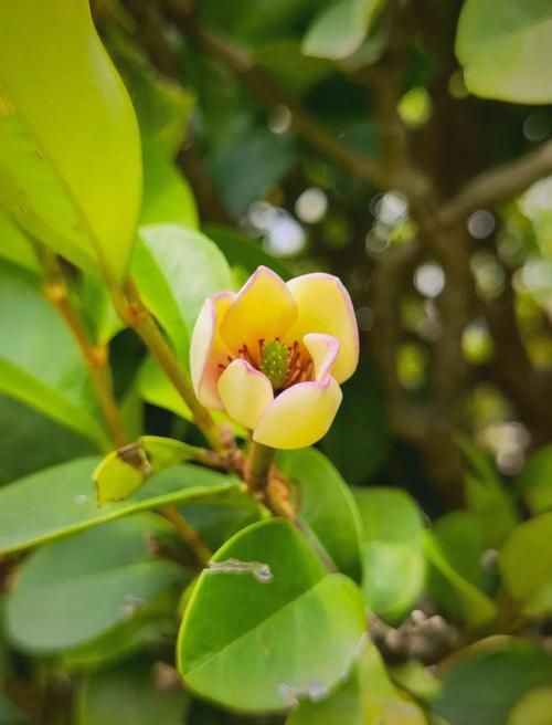 深山含笑的花语和传说，深山含笑的花可以吃吗？-第3张图片-优品飞百科