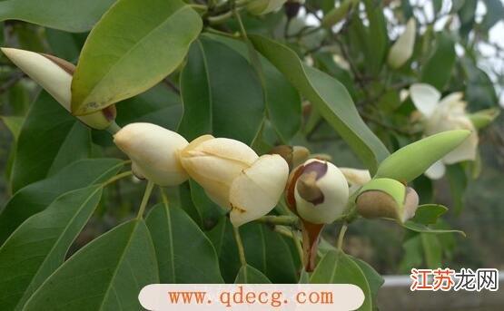 深山含笑的花语和传说，深山含笑的花可以吃吗？-第4张图片-优品飞百科