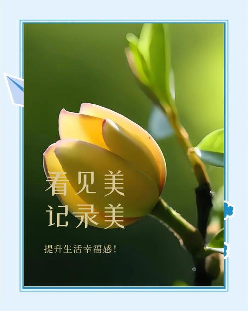 深山含笑的花语和传说，深山含笑的花可以吃吗？-第5张图片-优品飞百科