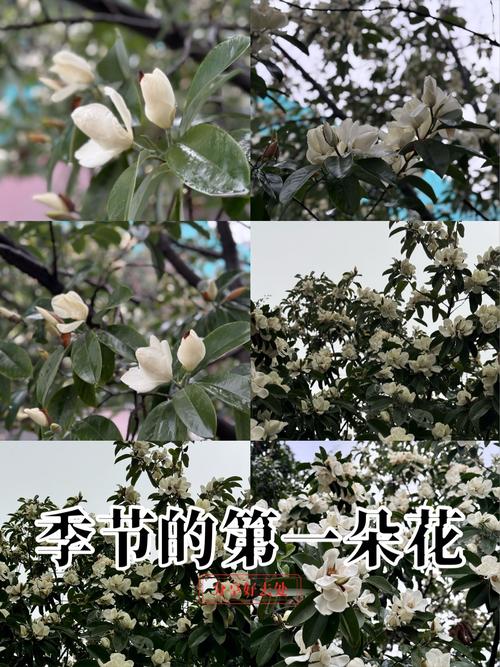 深山含笑的花语和传说，深山含笑的花可以吃吗？-第6张图片-优品飞百科