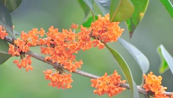 杭州适合养什么花，市花和市树是什么，杭州适合养的花？-第1张图片-优品飞百科