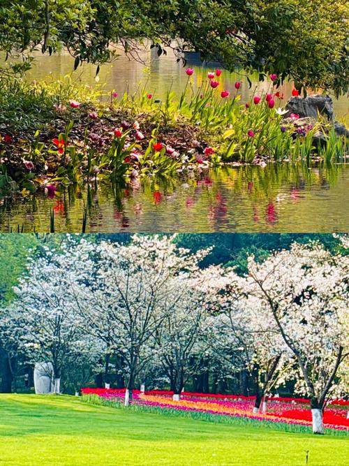 杭州适合养什么花，市花和市树是什么，杭州适合养的花？-第2张图片-优品飞百科