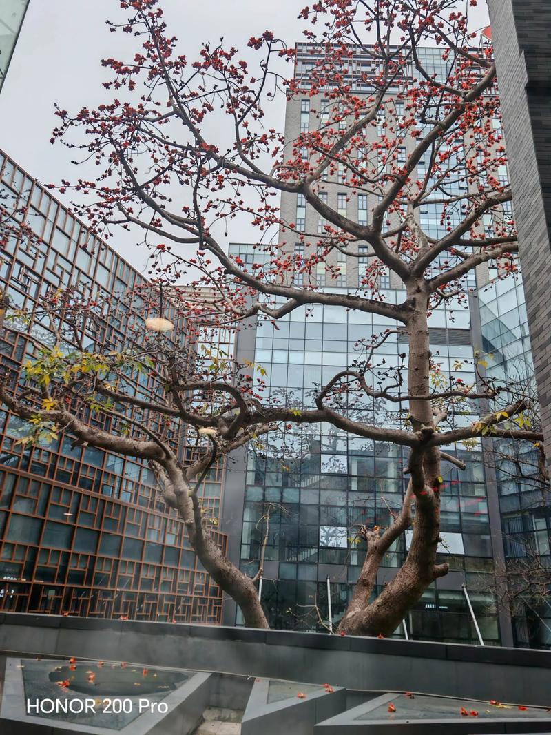 杭州适合养什么花，市花和市树是什么，杭州适合养的花？-第3张图片-优品飞百科